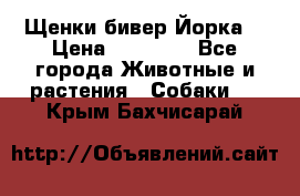 Щенки бивер Йорка  › Цена ­ 30 000 - Все города Животные и растения » Собаки   . Крым,Бахчисарай